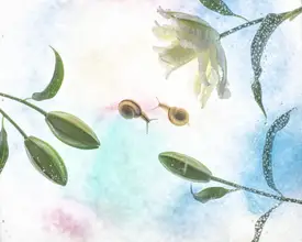 Miharu: dobré ráno