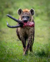 Amro: Hnusná hyena