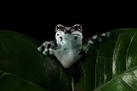 Afsheen, Kurit: Mléko ve tmě