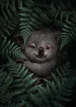 Barizi, Al: Roztomilé mládě Koala