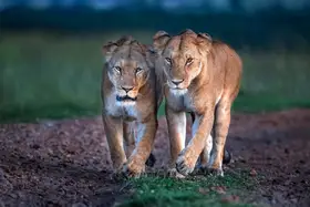 Ortega, Xavier: Sestry