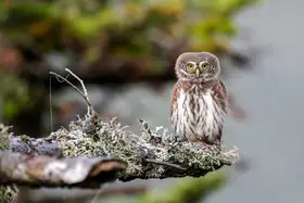 Tuhársky, Martin: Malý