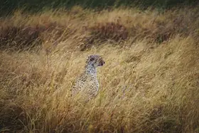 TORIKAI, JUNKO: Na něco míří.