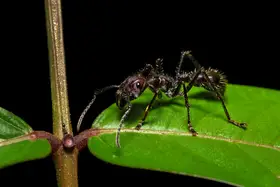 Zygmunt, Milan: Paraponera clavata