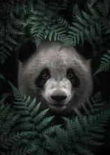 Barizi, Al: Medvěd Panda V Lese
