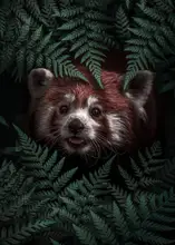 Barizi, Al: Roztomilá panda červená