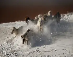 Ren, Chuanxu: Běžící koně