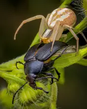 Andrica, Eduard: Potravní řetězec
