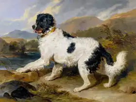 Landseer, Edwin: Newfoundlandský pes