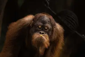 Adriana, Agus: Orang Utan Sumatra