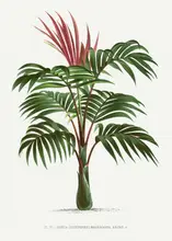 Histoire, Palmiers Les: Kentiopsis