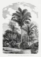 Histoire, Palmiers Les: Vintage Palm Tree Kresba Vi