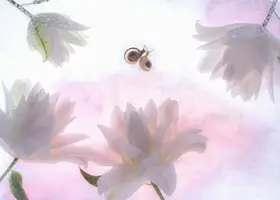 Miharu: sladká poezie