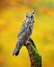 Zygmunt, Milan: Sova ušatá