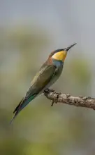 Tortajada, Ezequiel: Včelař obecný (Merops apiaster)