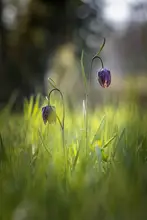 Patrick, alberti: Luční květiny