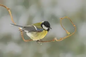 Keizer, Annie: Sýkora koňadra ve sněhovém světě.