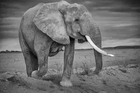 Khataw, Ali: Hrubou silou