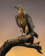 Papamanolis, Emanuel: Orel mořský bělobřichý