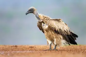 Felici, Massimo: Sup bělohřbetý