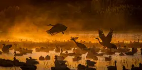 Li, Wanghan: Krásné ráno - Bosque del Apache National Wildlife Refuge,NM