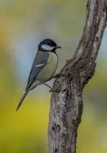 Tortajada, Ezequiel: sýkora koňadra (Parus major)