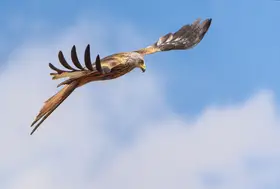 Gil, Ignacio José: Červený drak