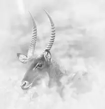 Chen, Hongyu: Waterbuck-Pozor