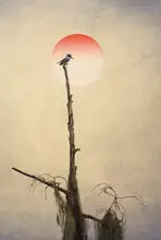 Deng, Larry: Obrazová fotografie Ledňáček říční