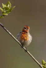 Huang, Johnson: Pták