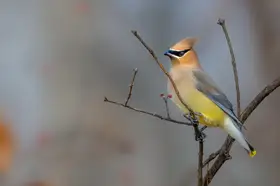 Xu, Jian: Kde jsou bobule?