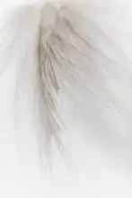 Izzard, Magda: Bílé pírko