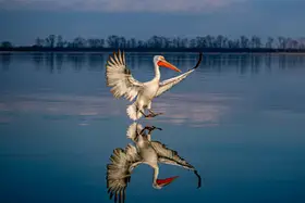 Tudor, Marius: Rozpětí křídel