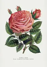 Rochester, Specimen Botanical: Růžová růže,litografie Glorie De Dijon