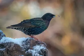 Veenstra, Ytje: Špaček obecný