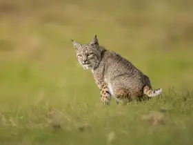 Zhang, Ling: Na hlídce