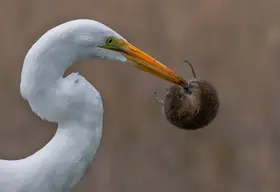 Huang, Johnson: Volavka velká a hraboš