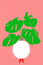 C, Project: Rostlina Monstera v květináči 2