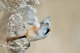 Helsen, Eddy: Sýkora vousatá