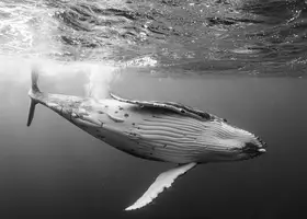 KOBAYASHI, KIMIO: Perfektní uklidňující den