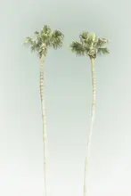 Viola, Melanie: Minimalistické palmy
