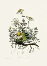 and, Stephenson John: Heřmánek pravý (anthemis Nobilis) Lékařská botanika