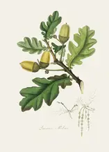 and, Stephenson John: Anglický dub (quercus) Lékařská botanika