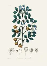 and, Stephenson John: Guaiacwood (guaiacum Officinale) Lékařská botanika