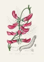 and, Stephenson John: Mucuna Pruriens (dolichos Pruriens) Lékařská botanika