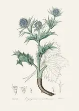 and, Stephenson John: Cesmína mořská (eryngium Mmaritimum) lékařská botanika
