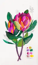 Lindstrom, Christine: Protea Sketch