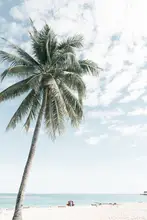 Photolovers: Palma na pláži 2