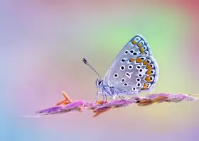 Daminelli, Fabrizio: ikarus