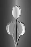 Kogel, de Wieteke: Tulipány z Holandska